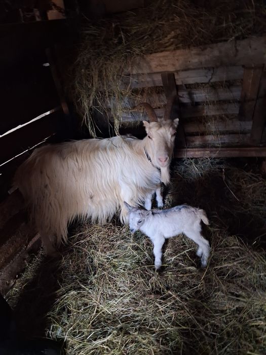 Vând 2 capre cu 4 iezi