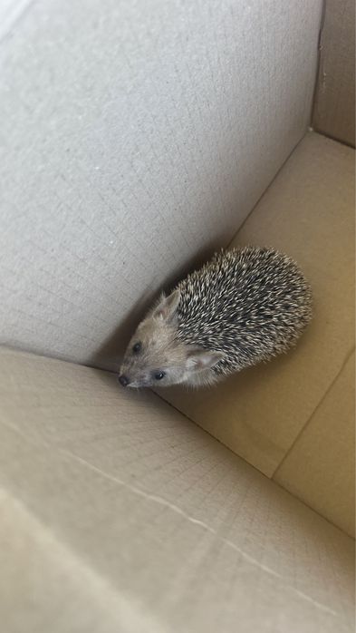 Ежата ежик ёжик ёж