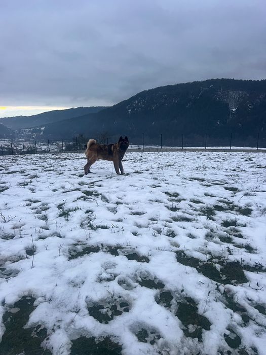 Американска акита