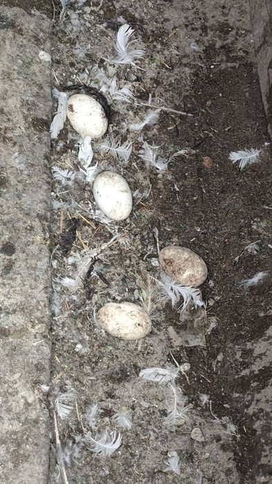 Продам гусей белых (читайте внимательно объявление)