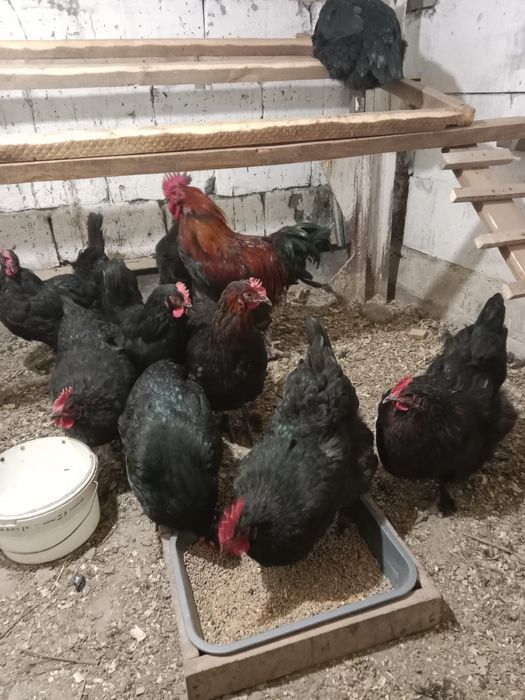 Куры Мараны….9 месяцев