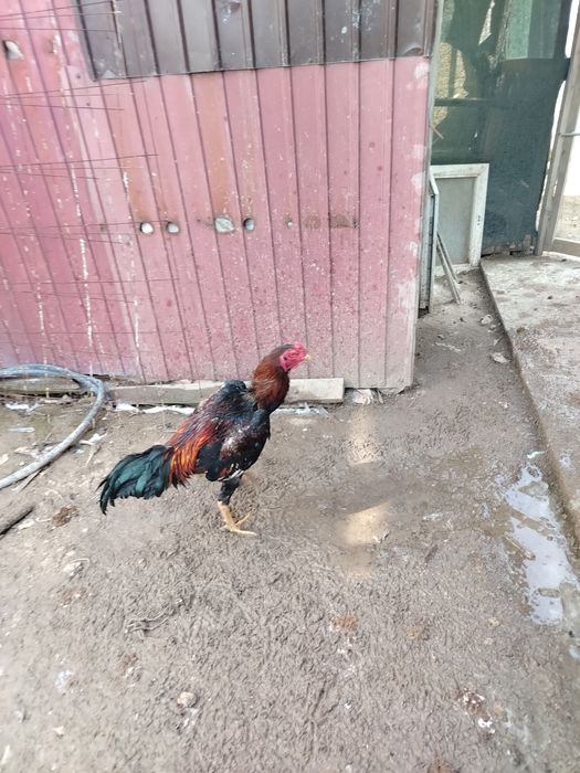 Куры петухи продаётся