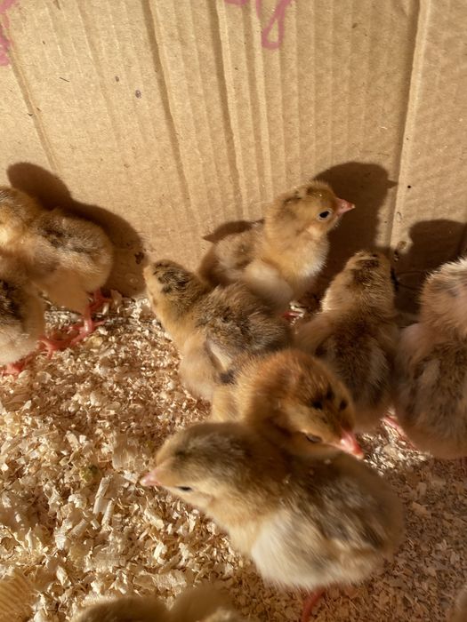 Цыплята Кучин юбилейный,