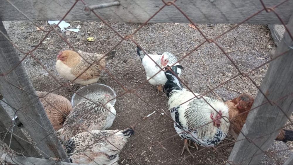 Продам курей с петухом