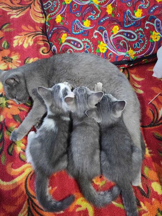 Кошка и три котят