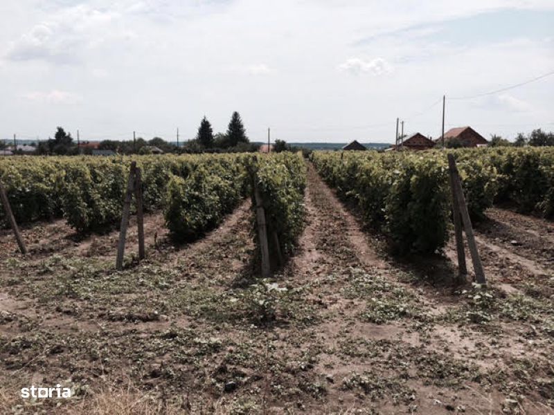 Teren de 53.000 mp cu vita de vie + Conac boieresc