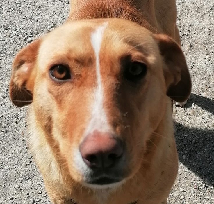 Donez cățelușă sterilizată foarte iubitoare