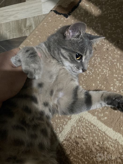 Кошка в хорошие руки