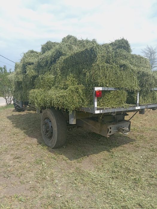 Vând baloți de lucernă coasa 1