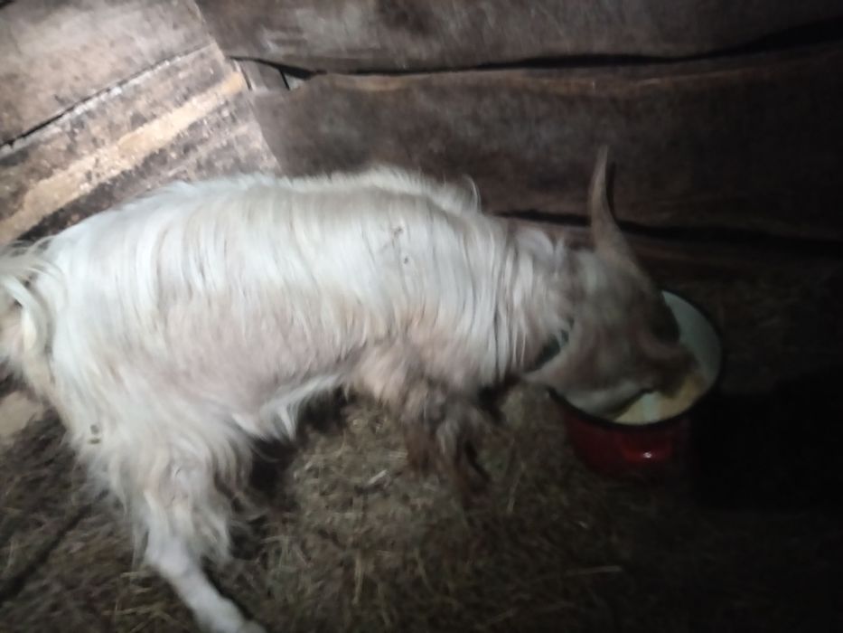 Vând țap de rasă siemen