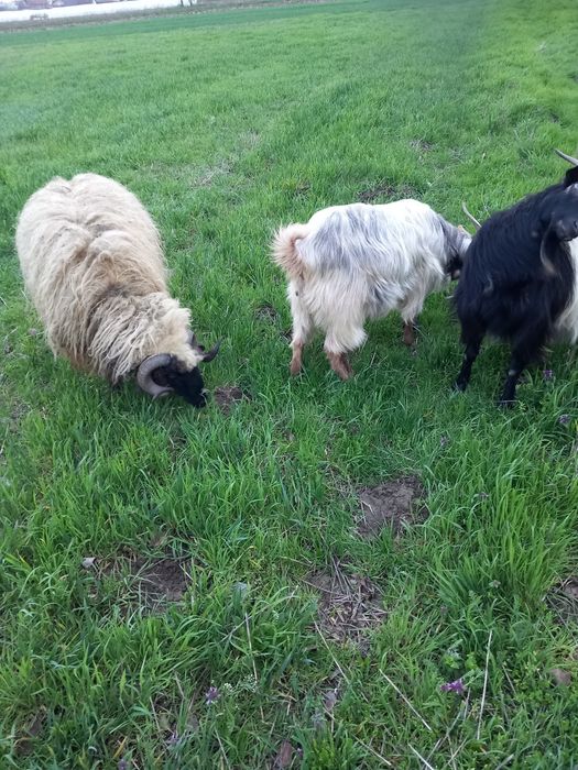 De vanzare două capre sterpe grase  și un berbeac de 1 an