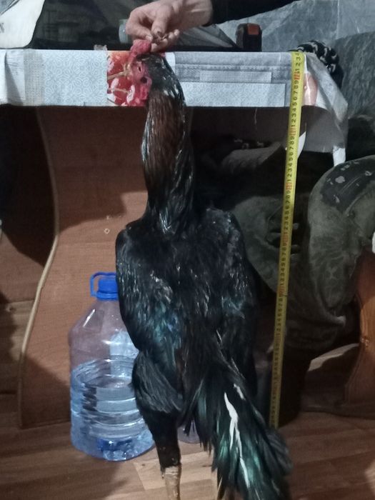 Продам  петуха бойцовый