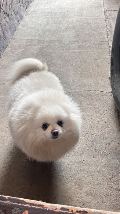 Шпиц ласковая, умная,