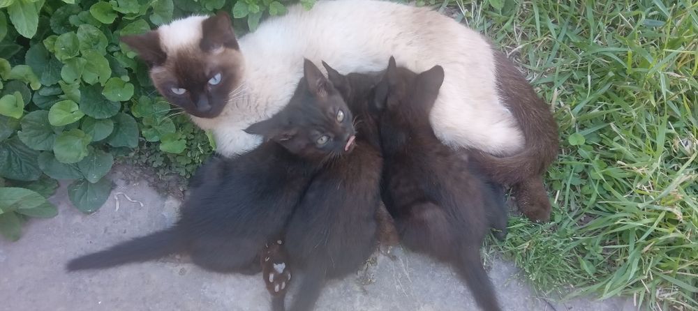 Отдам даром котенков