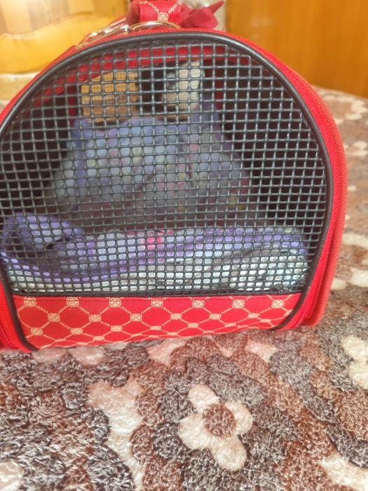 Чанта за домашни любимци