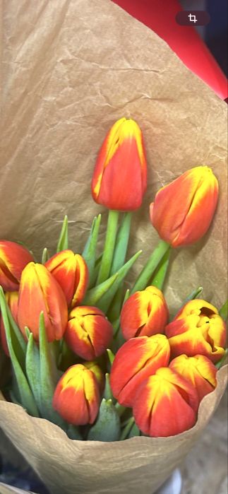 Тюльпаны 600 тенге