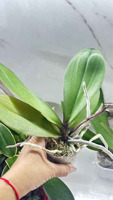 Орхидеи по 2500т