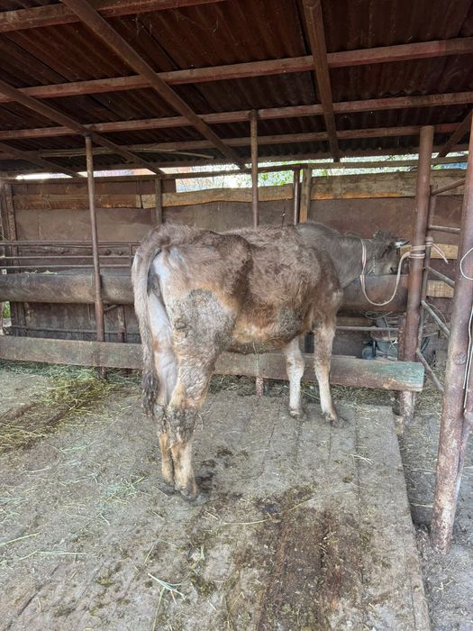 Продам корову с телёнком