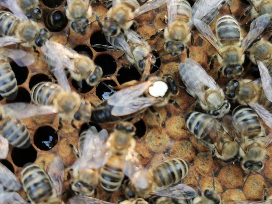 Пчелни  отводки и майки 2026