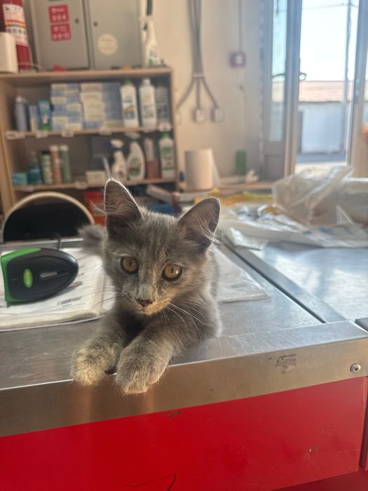 Котенок ( девочка ) в добрые ручки