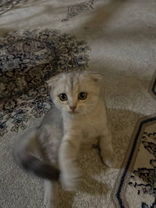 Scottish Fold 2 oylik soglom onasi bilan berladi