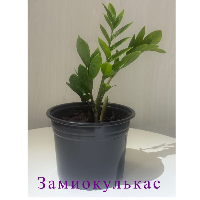 Домашный красивый растения