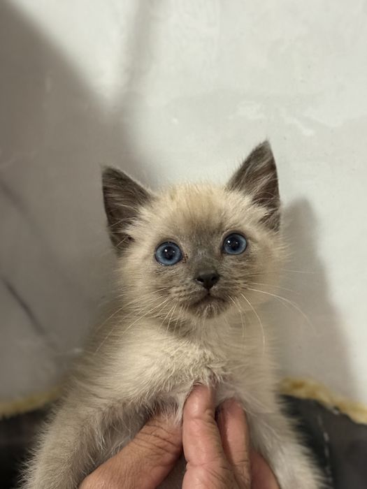 Продам Сиамская кошка