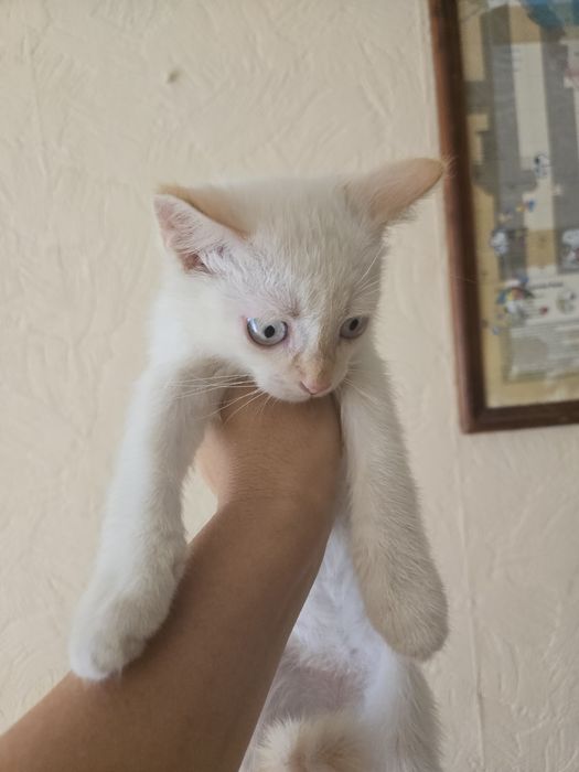 Милые  домашние  котята