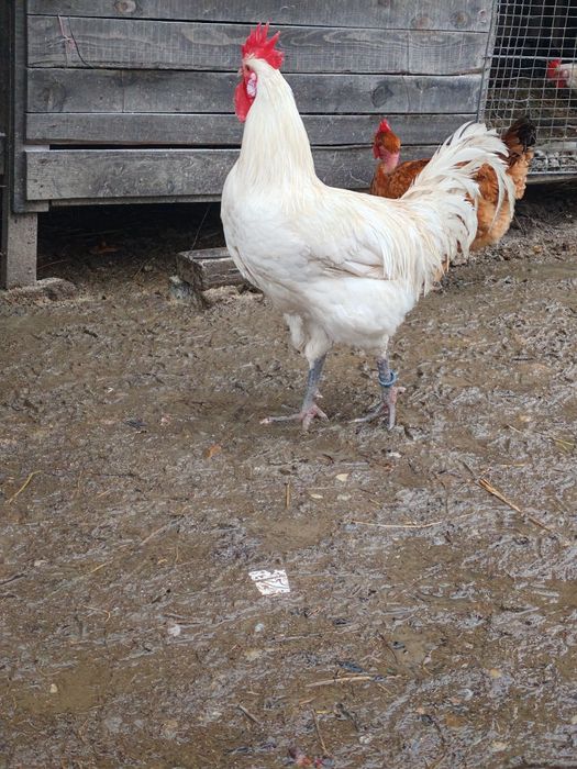 Cocosi La Bresse alb