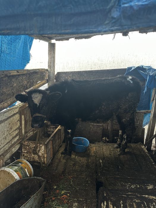 Қашар (тана) 1.5 жасар