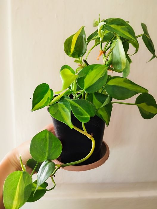 Филодендрон бразил