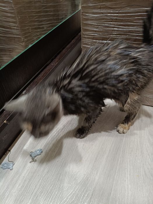 Отдам в добрые руки котенка