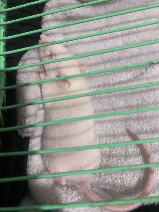 Крысята игривые ручные