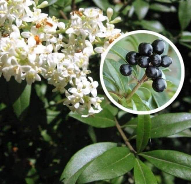 vand plante pentru gard viu ligustrum voulgare (lemn cainesc)