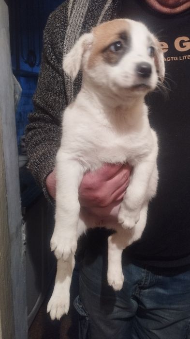 Отдам в хорошие руки