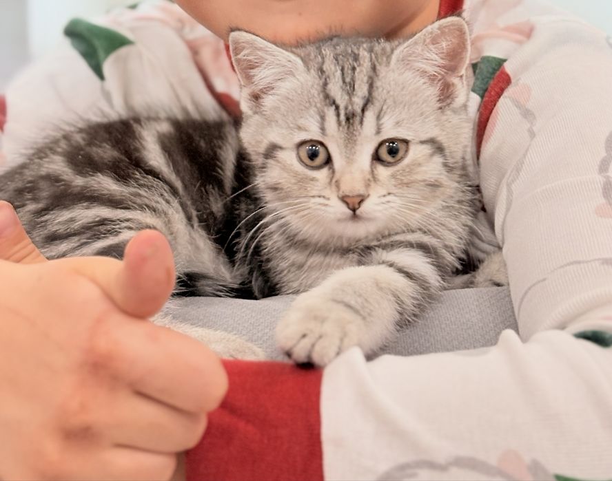 Британский котенок