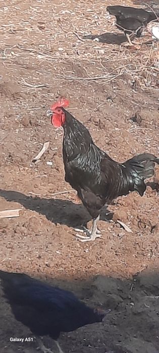 Жерси зотли хуроз