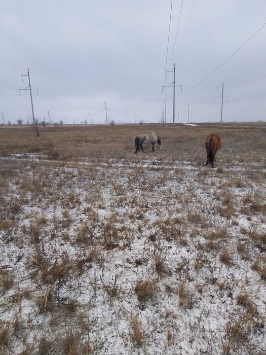 Кымыз кымыз кымыз