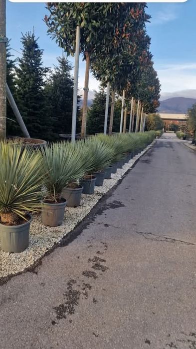 Gard viu Catalpa Leylandii Chiparos  Mesteacăn