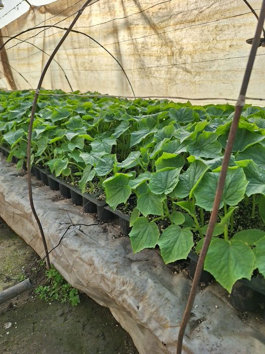 Краставици Сандра Голд