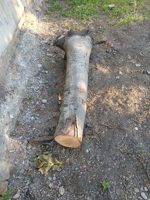 Trunchi nuc 130cm lungime