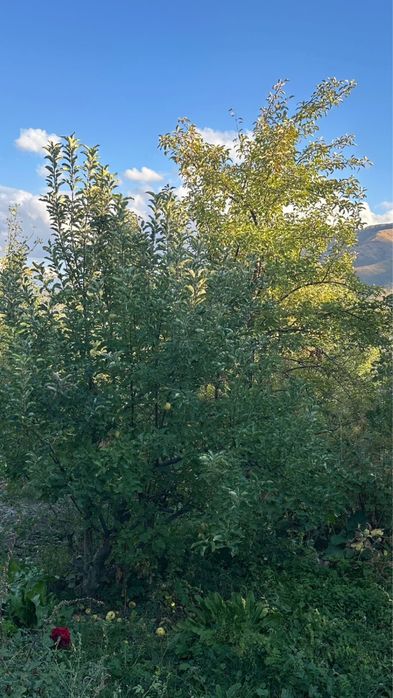 Дачный массив Текели