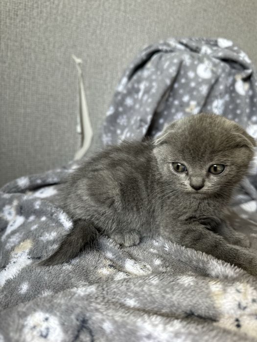 Продам вислоухого котенка