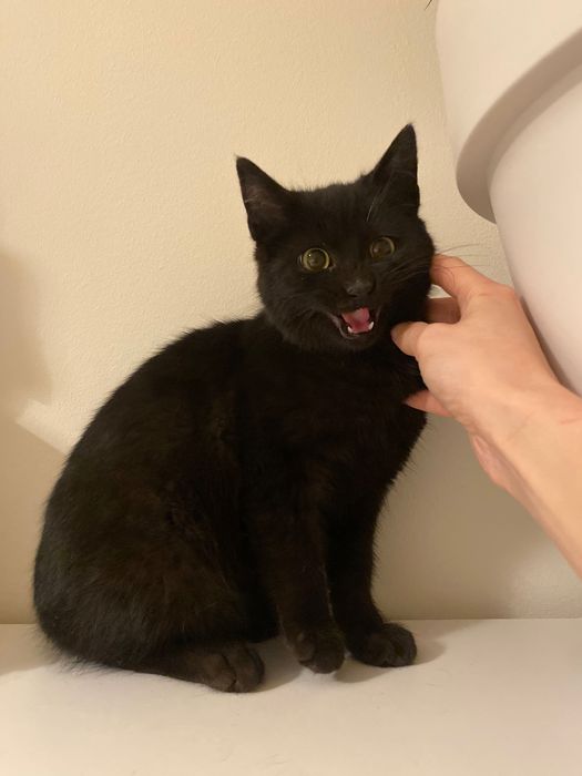 Котенце момче 5 мес