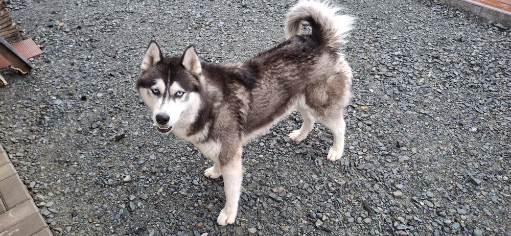 Donez Husky-Deva