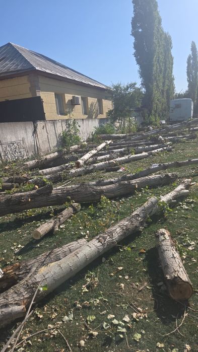 Терек сатылады балкаға