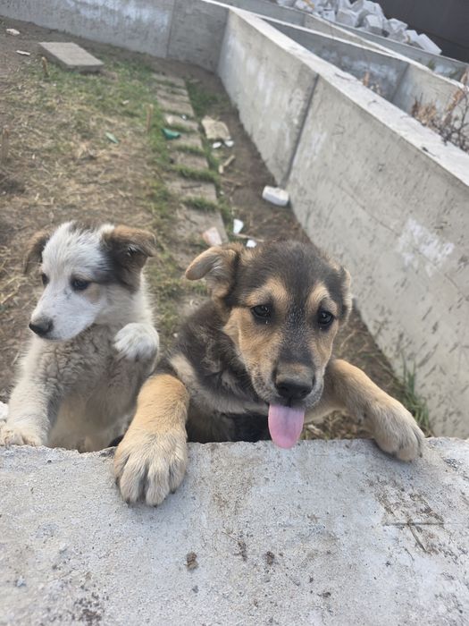 Отдам в добрые руки даром!