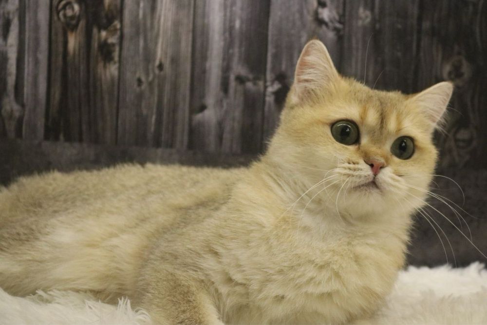 Девочка британка чистокровная