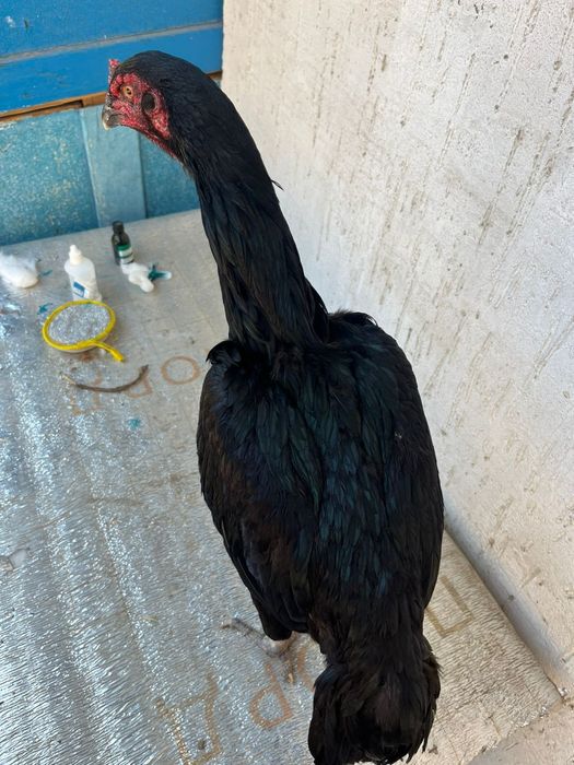 Прадаю торг есть