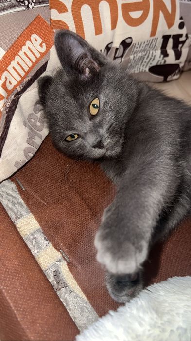 Отдам кошечку бесплатно